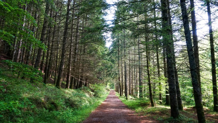 Selva de Irati Selva de Irati
