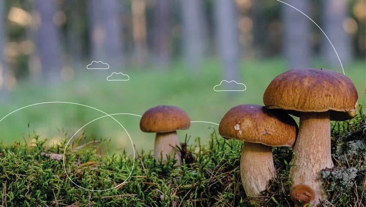 buscar perretxikos en Euskadi buscar perretxikos en Euskadi