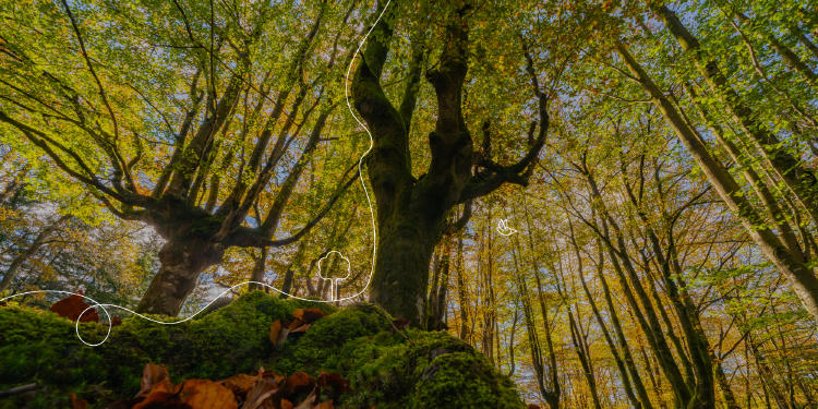 selva de irati en navarra rutas fáciles bosques navarra selva de irati en navarra rutas fáciles bosques navarra