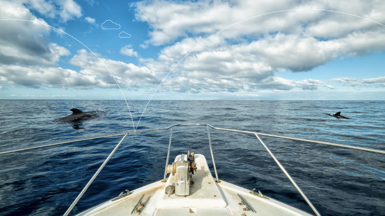 Ballenas Delfines Ballenas Delfines