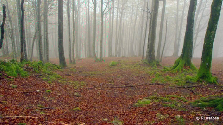 Bosque Quinto Real Rufino Lasaosa | Flickr https://www.flickr.com/photos/rlasaosa/5091333408