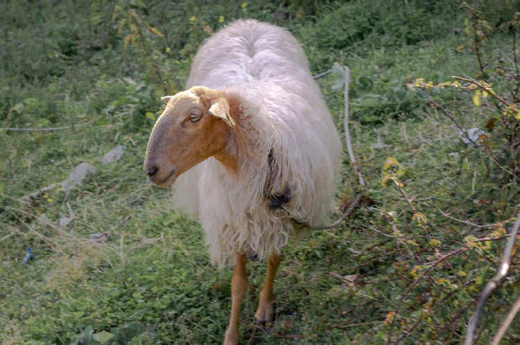 Oveja Carranzana Oveja Carranzana