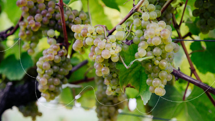 Txakoli Euskadi Txakoli Euskadi
