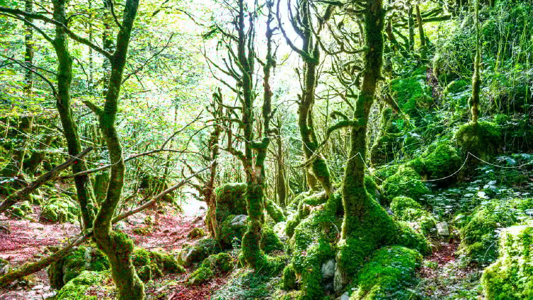 Iratiko oihana bisitatzeko aholku eta gomendioak Iratiko oihana bisitatzeko aholku eta gomendioak
