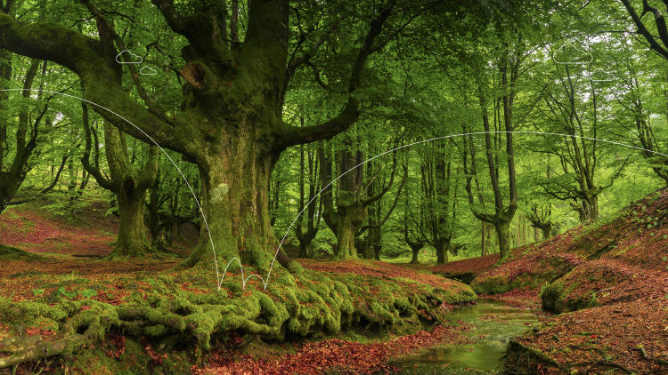 Hayedo otzarreta Hayedo otzarreta