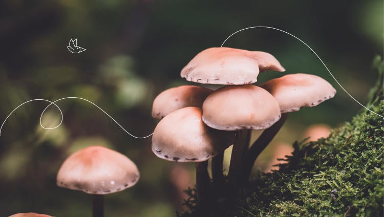 buscar perretxikos más  habituales en Euskadi buscar perretxikos más  habituales en Euskadi