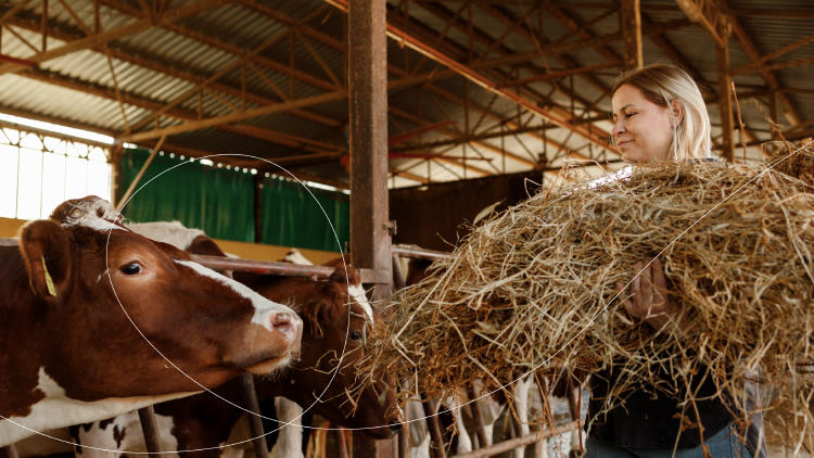 Cartelas  Belaze Cartelas  Belaze