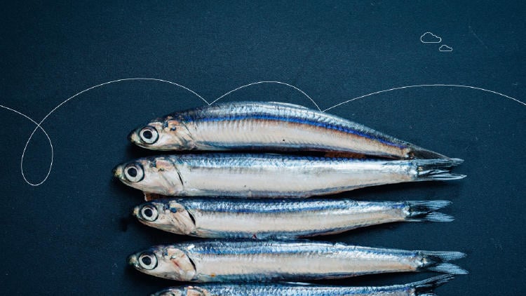 Antxua Eguna Antxua Eguna