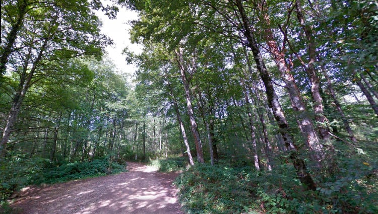 Ruta de los robles milenarios Ruta de los robles milenarios